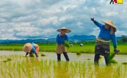 Floods, Extortion, and Labor Shortages Force Farmers to Abandon Fields in Southern Shan State